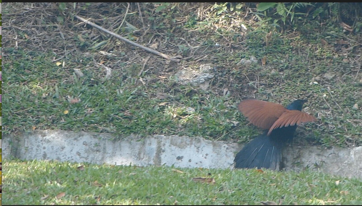Greater Coucal - ML620164638