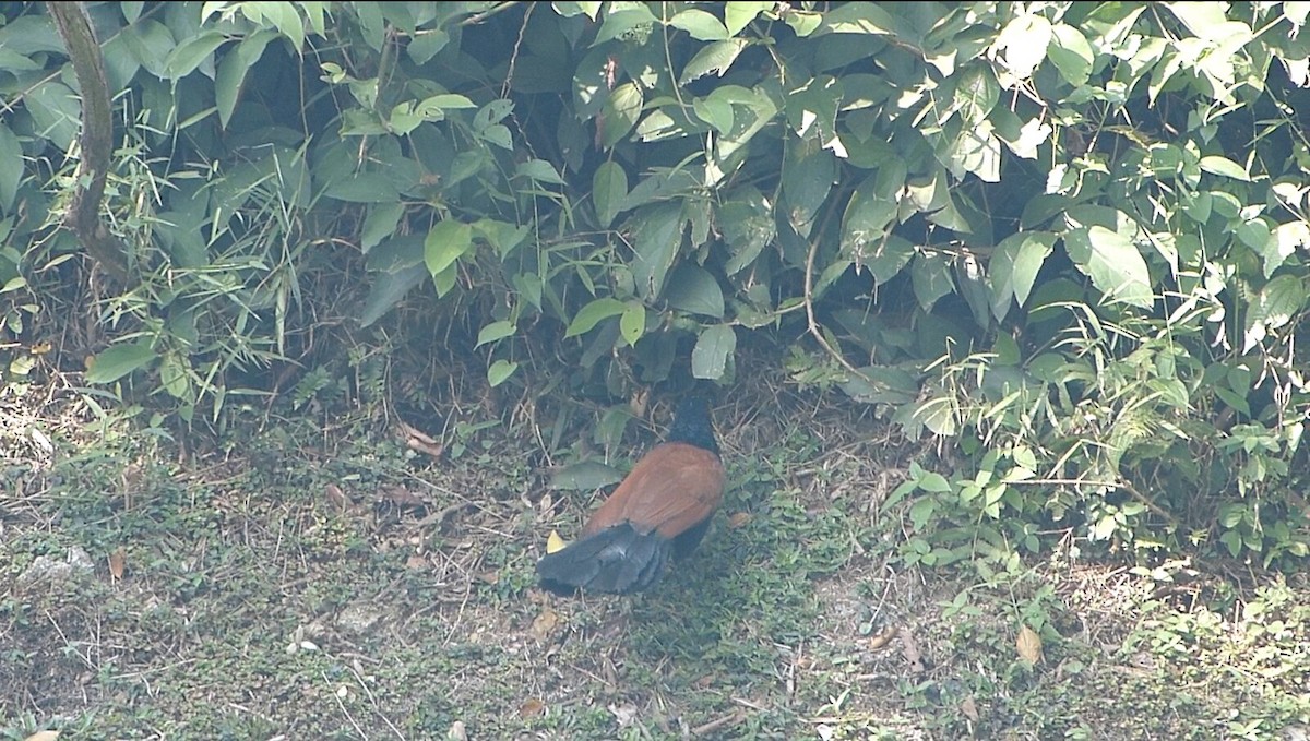 Greater Coucal - ML620164642