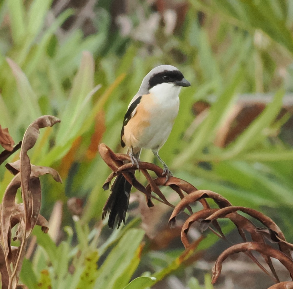 Long-tailed Shrike - ML620164663