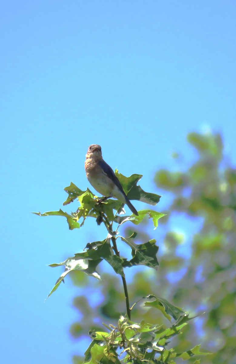 Eastern Bluebird - ML620164671