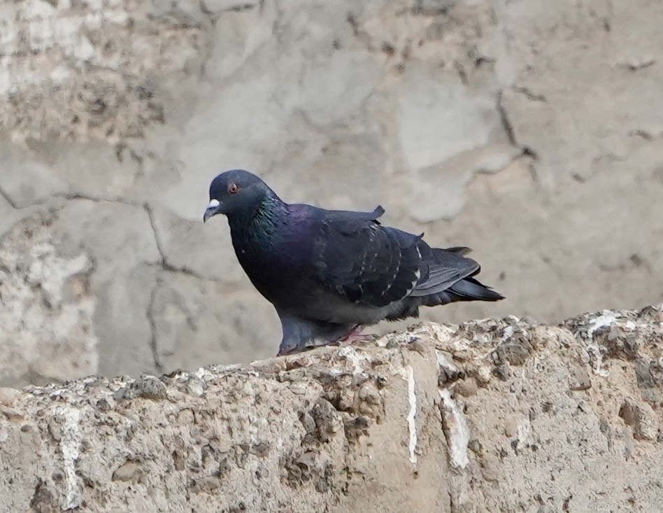 Pigeon biset (forme domestique) - ML620164674