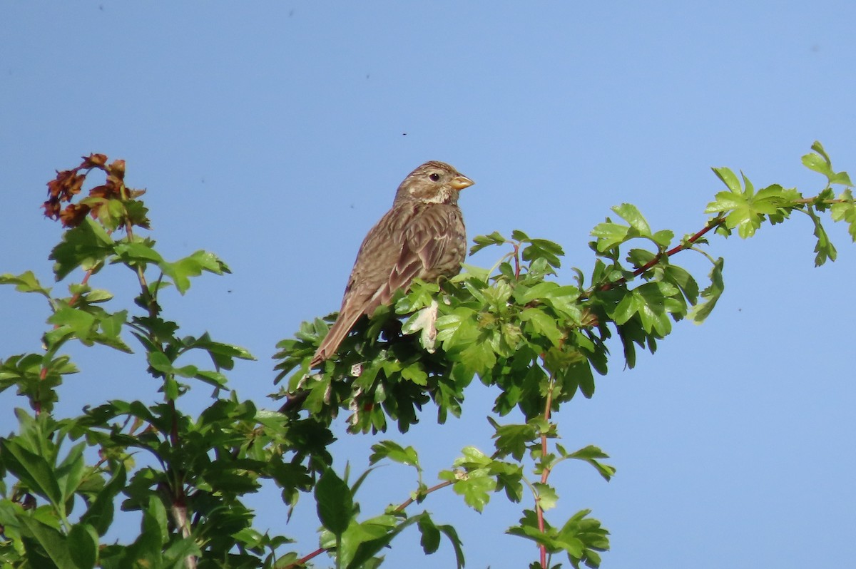 Corn Bunting - ML620164677