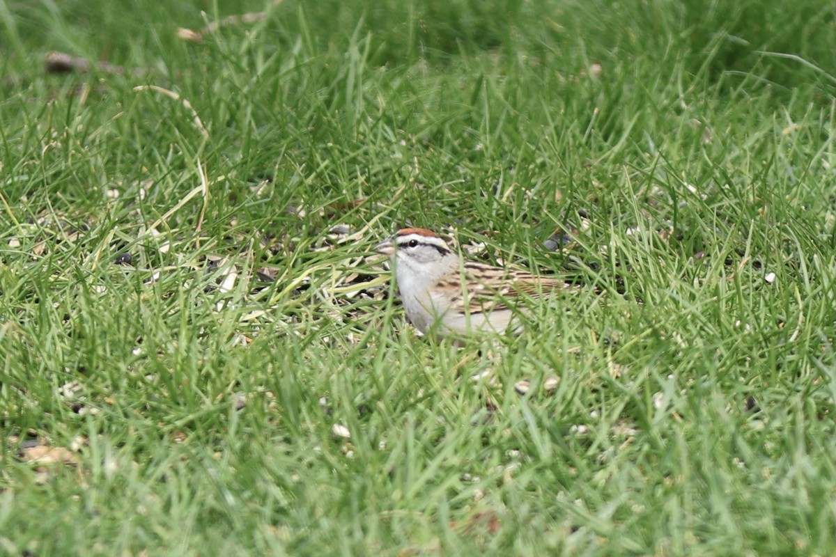 Chipping Sparrow - ML620164678