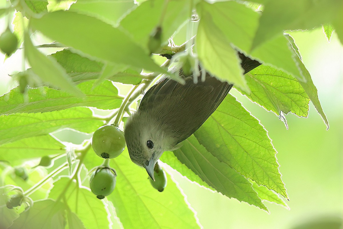 Nilgiri Flowerpecker - Albin Jacob