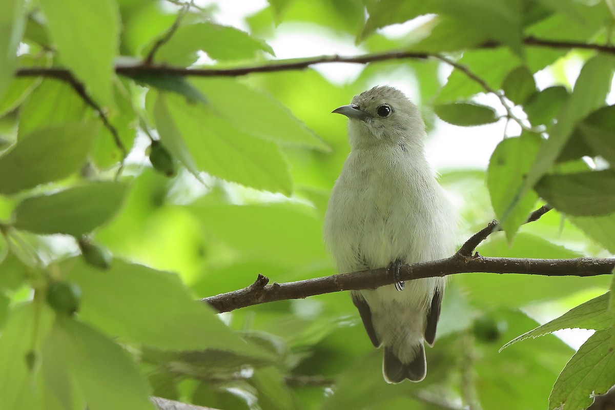 Nilgiri Flowerpecker - ML620164683