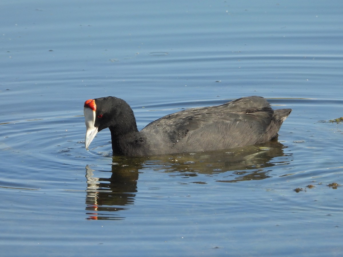 Red-knobbed Coot - ML620164684