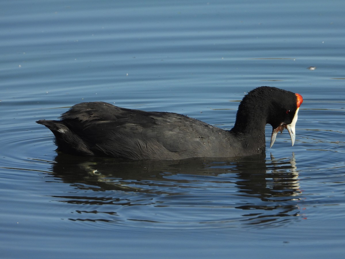 Red-knobbed Coot - ML620164685