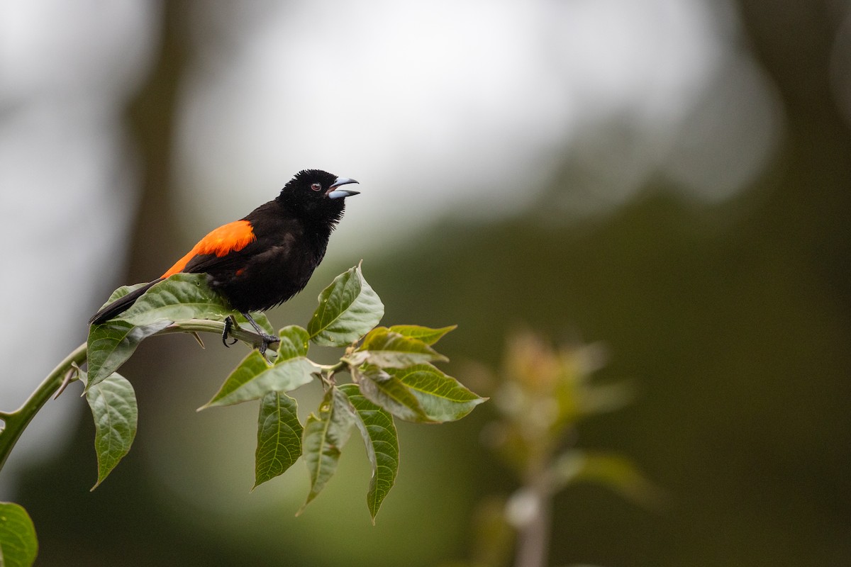 Scarlet-rumped Tanager - ML620164696