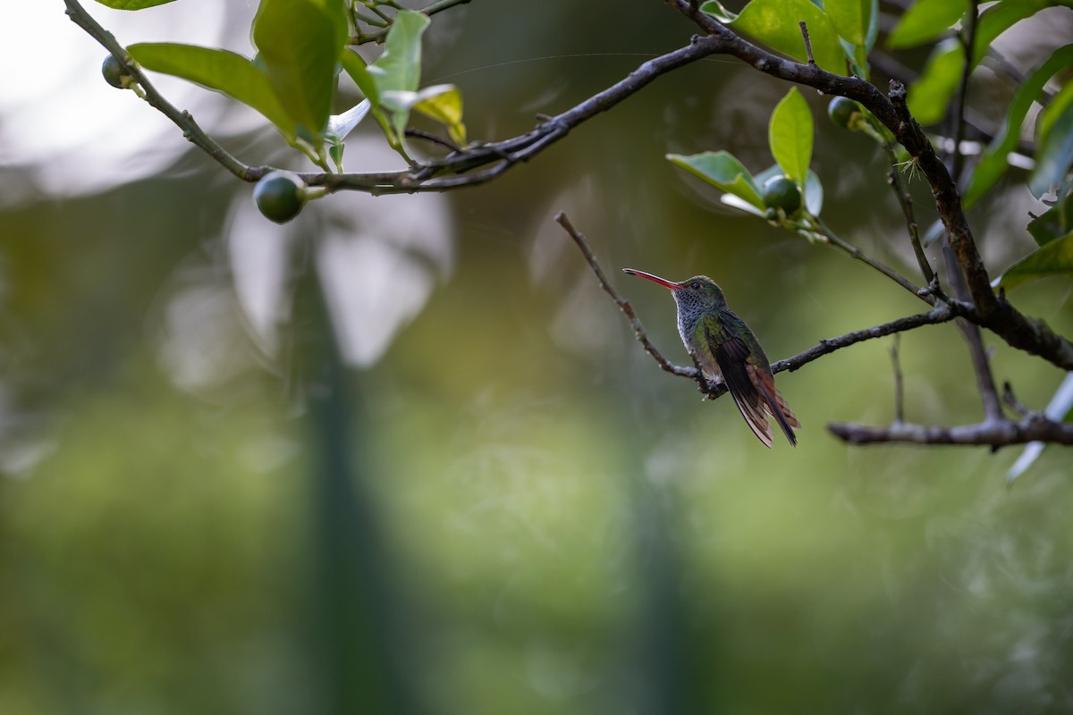 Rufous-tailed Hummingbird - ML620164702
