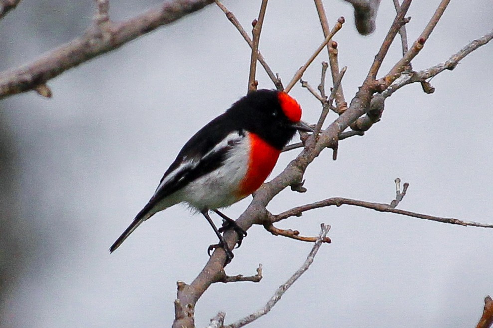 Red-capped Robin - ML620164704