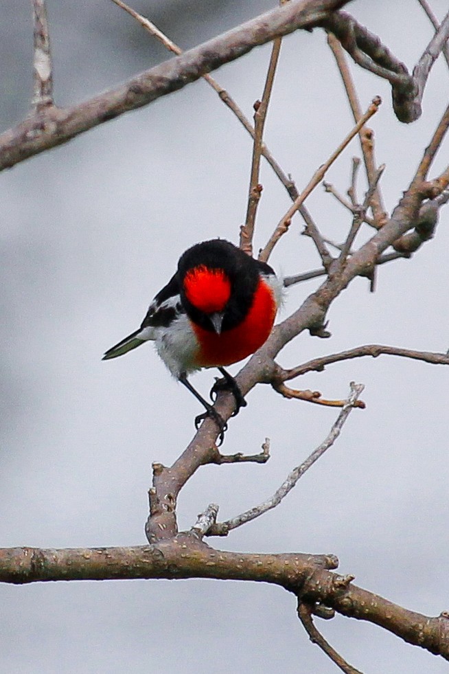 Red-capped Robin - ML620164705