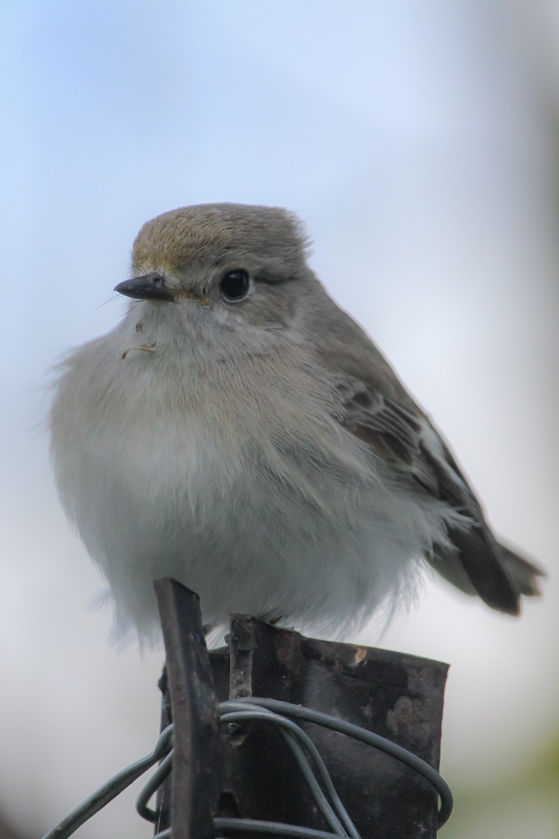 Red-capped Robin - ML620164710