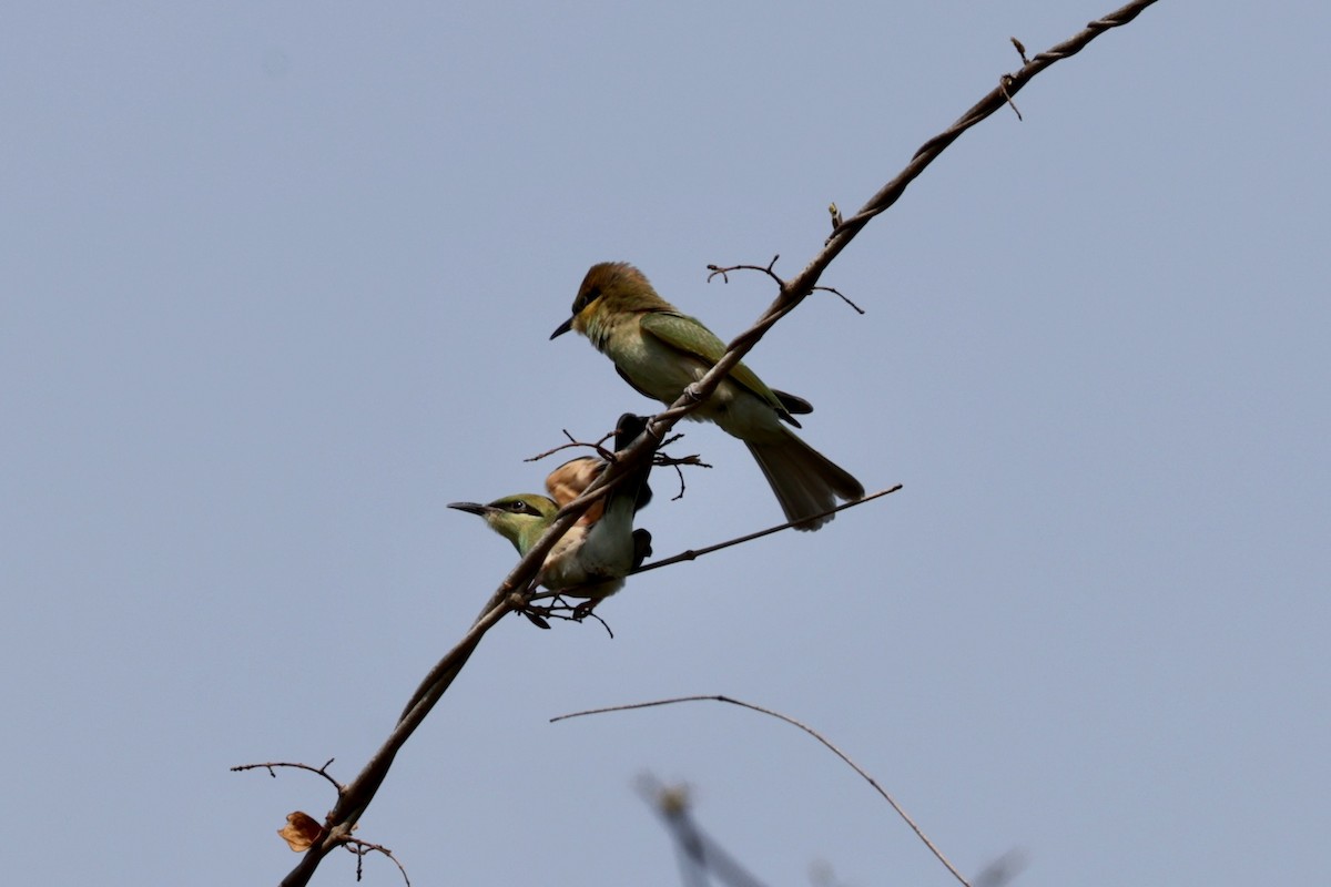 Asian Green Bee-eater - ML620164712
