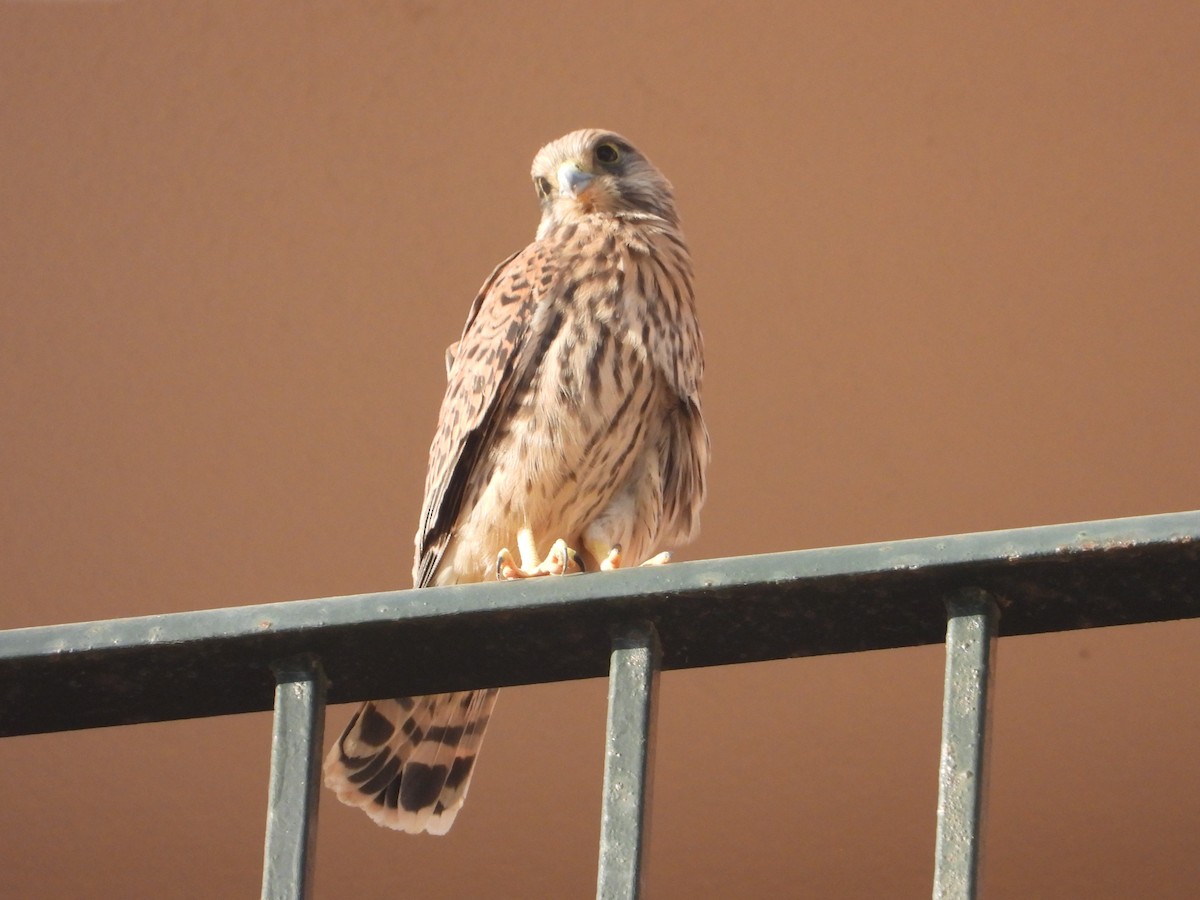 Eurasian Kestrel - ML620164718