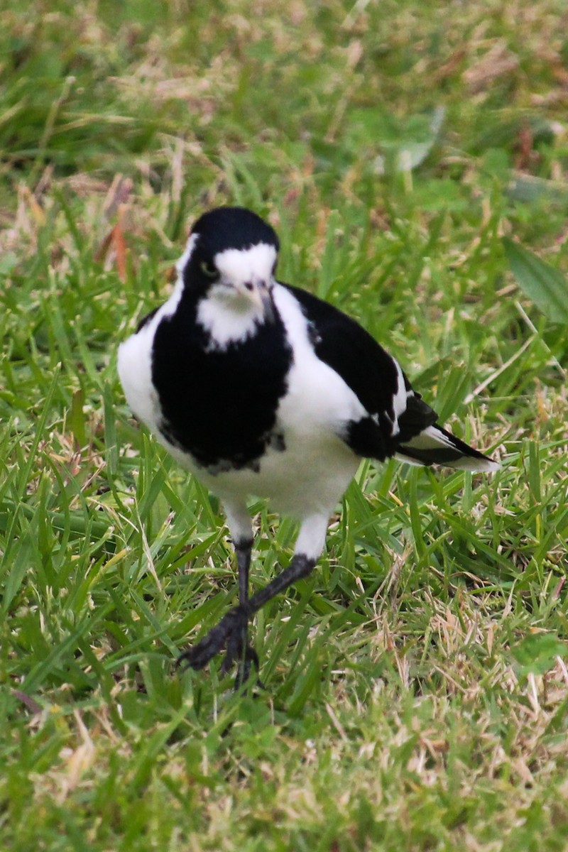 Magpie-lark - ML620164719