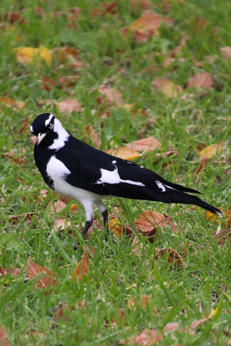 Magpie-lark - ML620164721