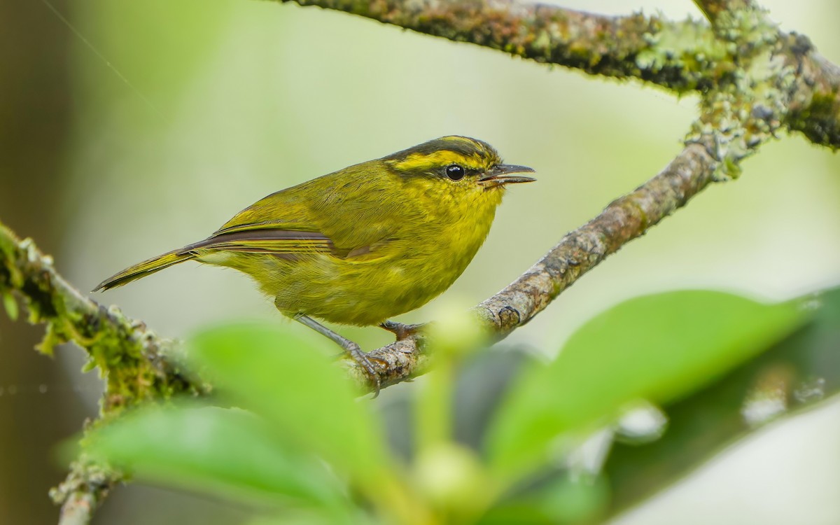 Mountain Leaf Warbler - ML620164723