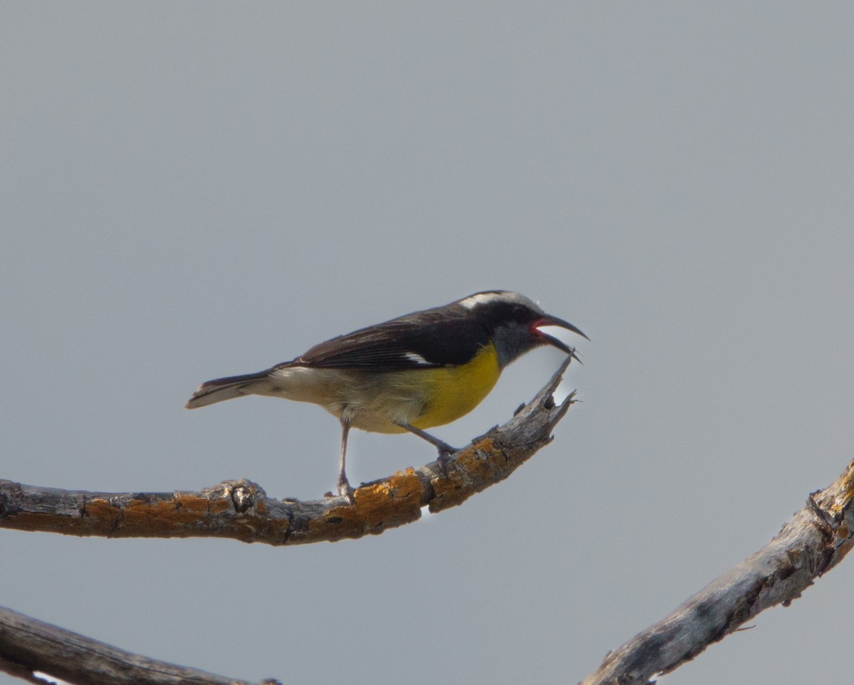 Bananaquit - ML620164725