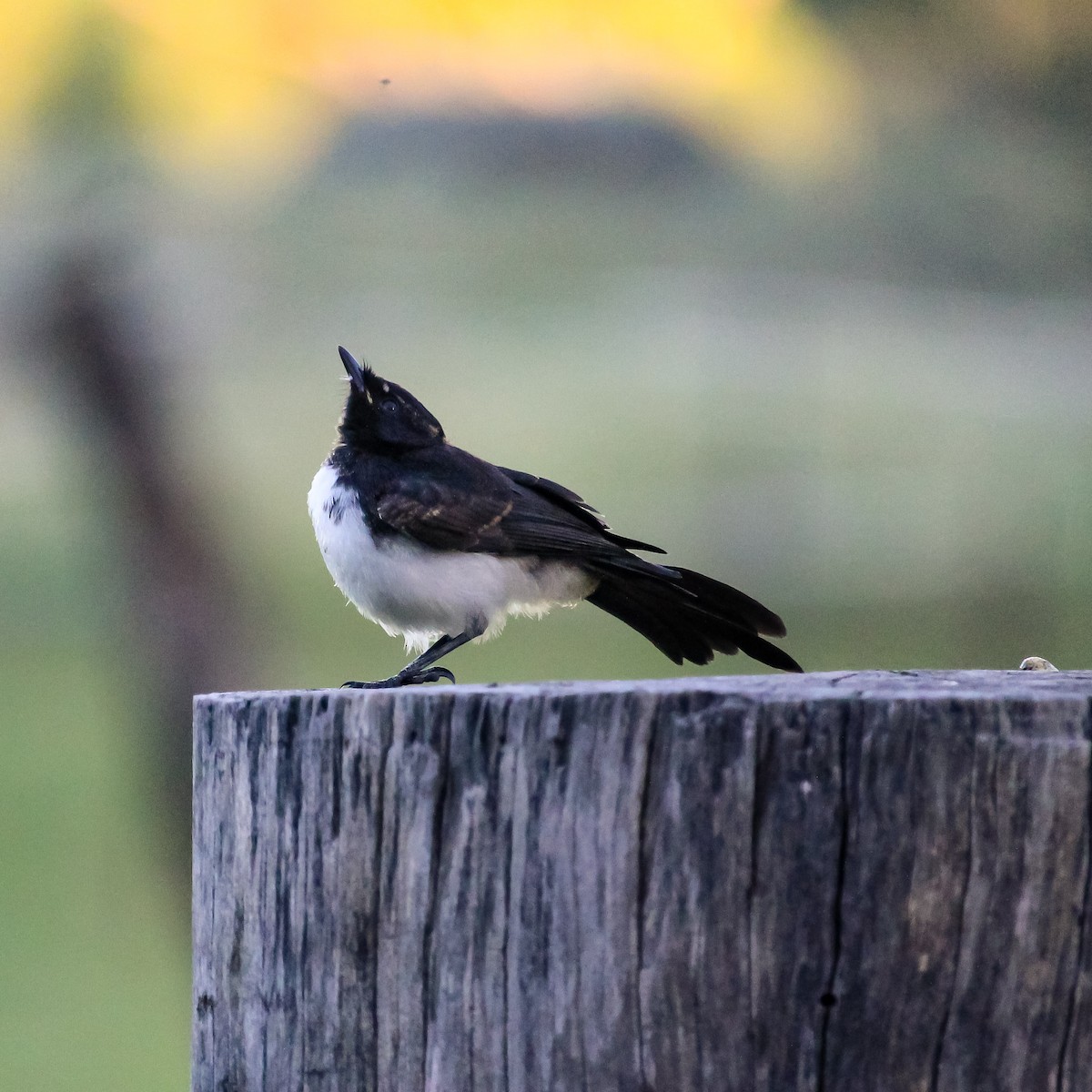 Willie-wagtail - ML620164730