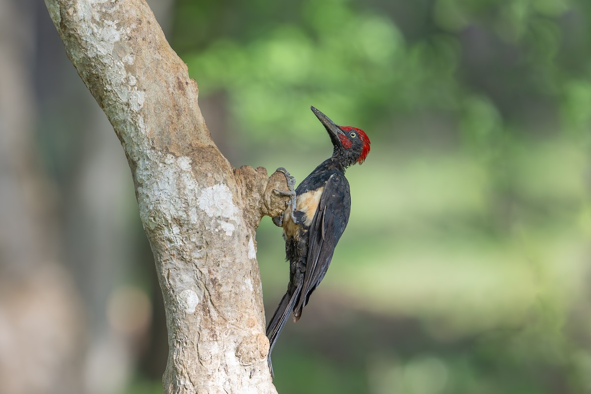 White-bellied Woodpecker - ML620164731