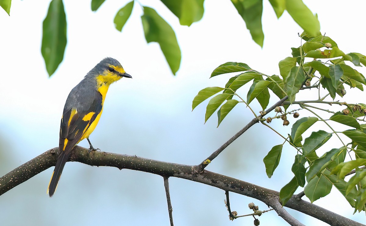 Orange Minivet - ML620164740