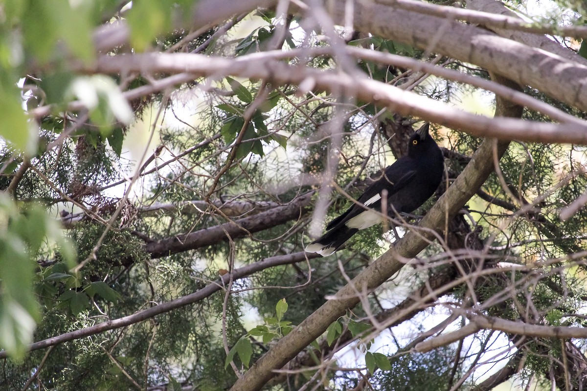 Pied Currawong - ML620164745