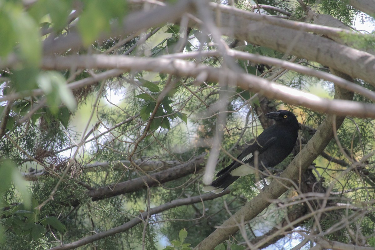 Pied Currawong - ML620164746