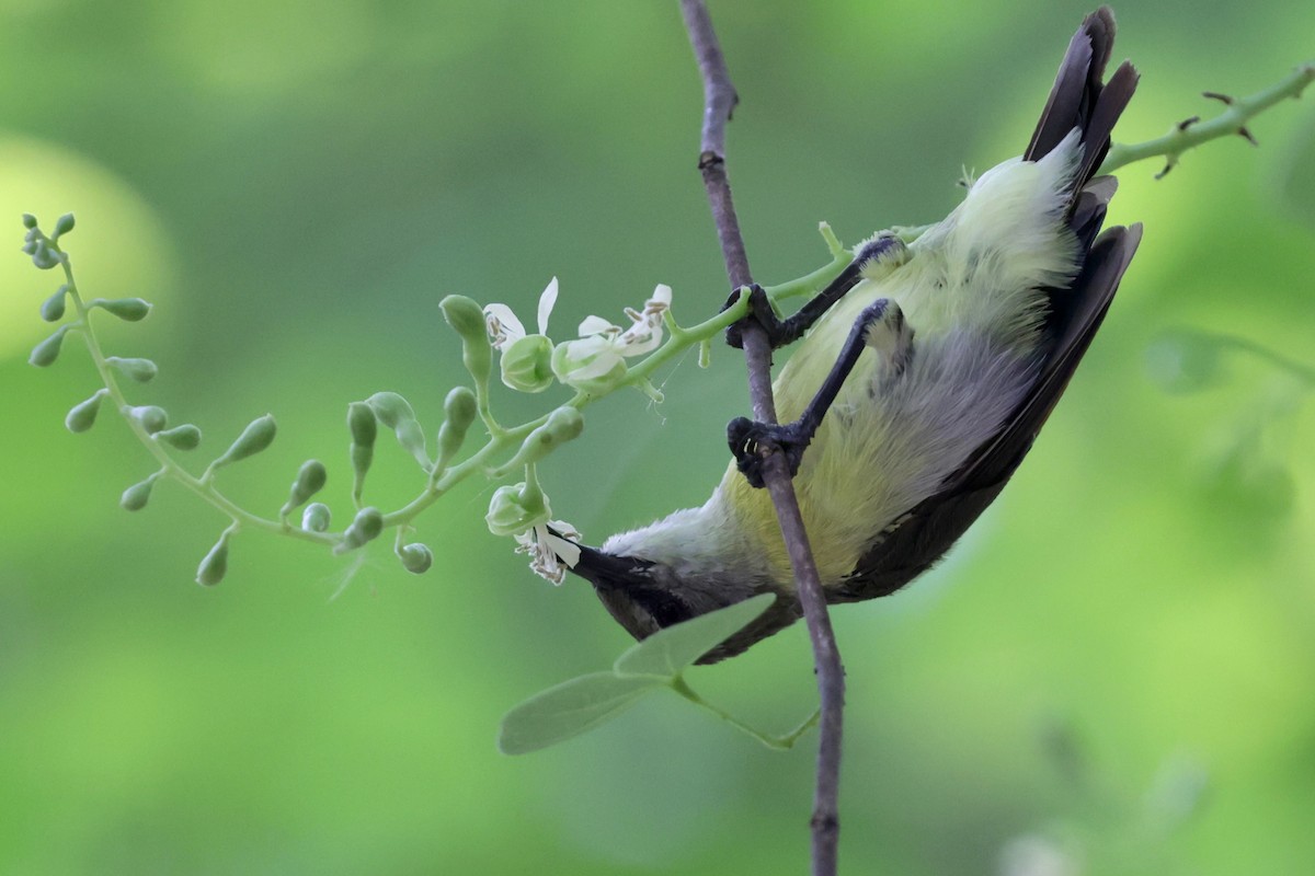 Purple-rumped Sunbird - ML620164763