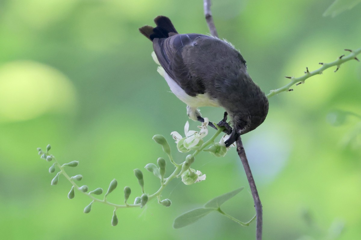 Purple-rumped Sunbird - ML620164764