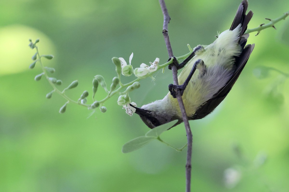 Purple-rumped Sunbird - ML620164767