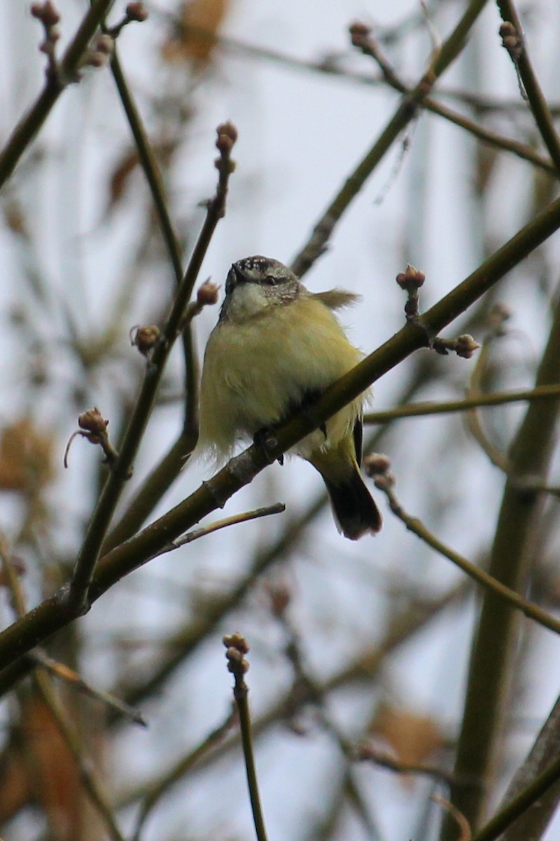 Yellow-rumped Thornbill - ML620164771