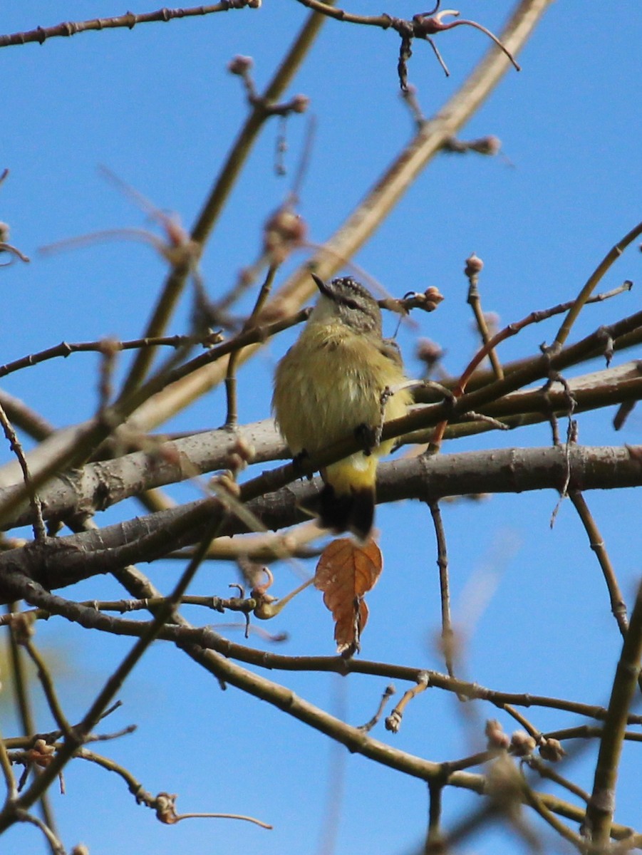 Yellow-rumped Thornbill - Jessy Cottee