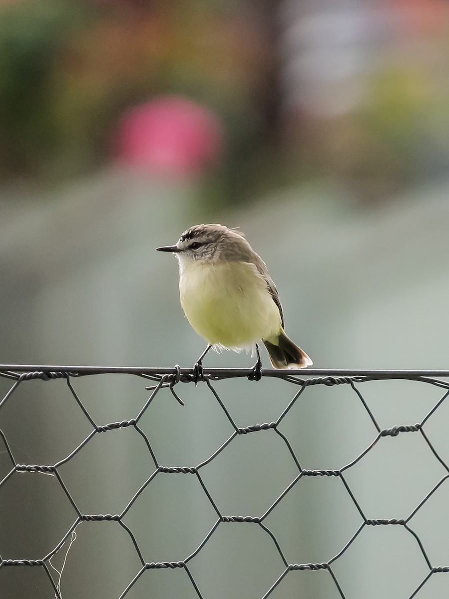 Yellow-rumped Thornbill - ML620164773