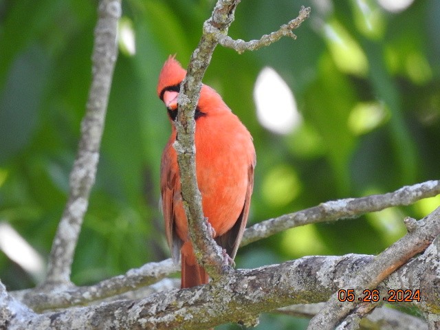 Cardinal rouge - ML620164776