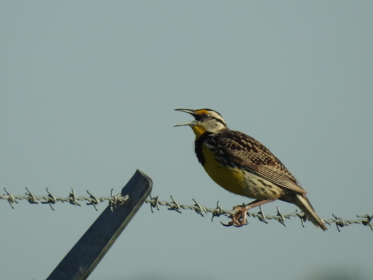 Eastern Meadowlark - ML620164782