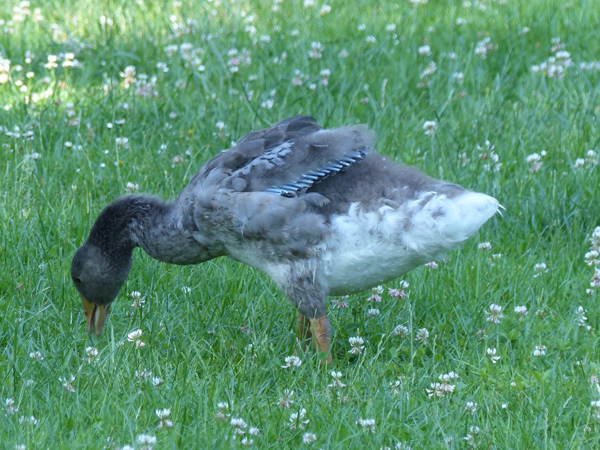 Graylag Goose - ML620164789