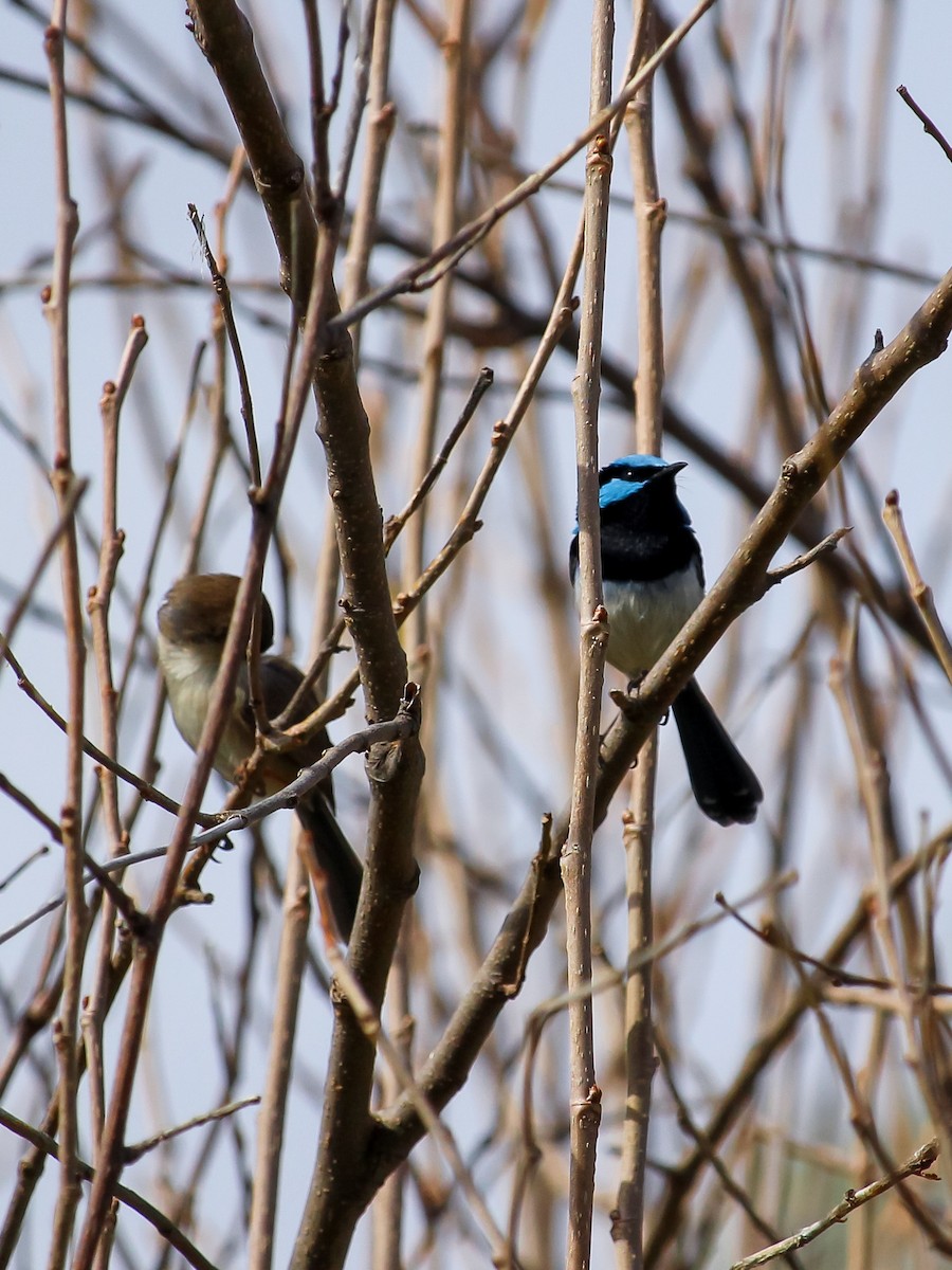 Superb Fairywren - ML620164795