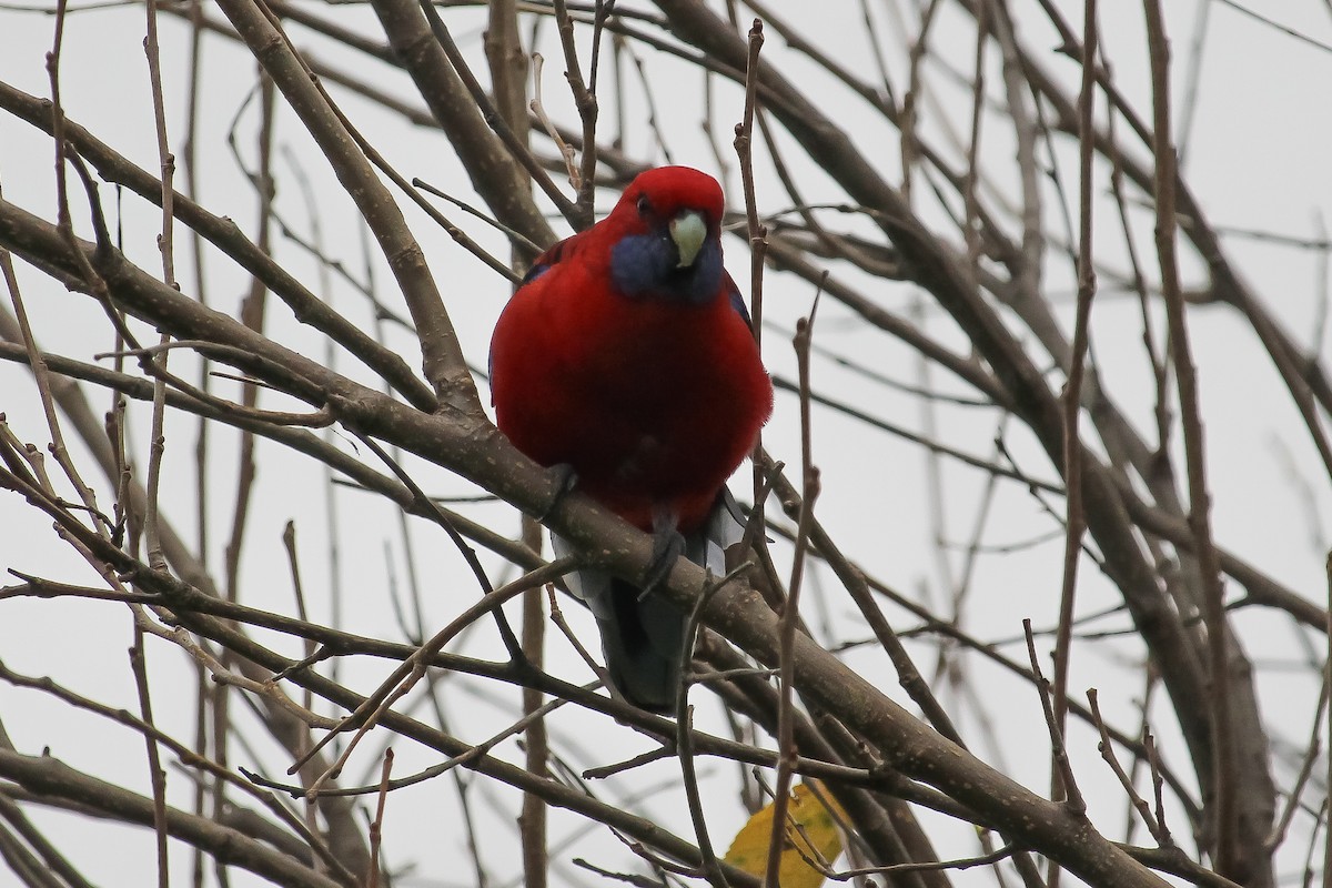 アカクサインコ - ML620164802