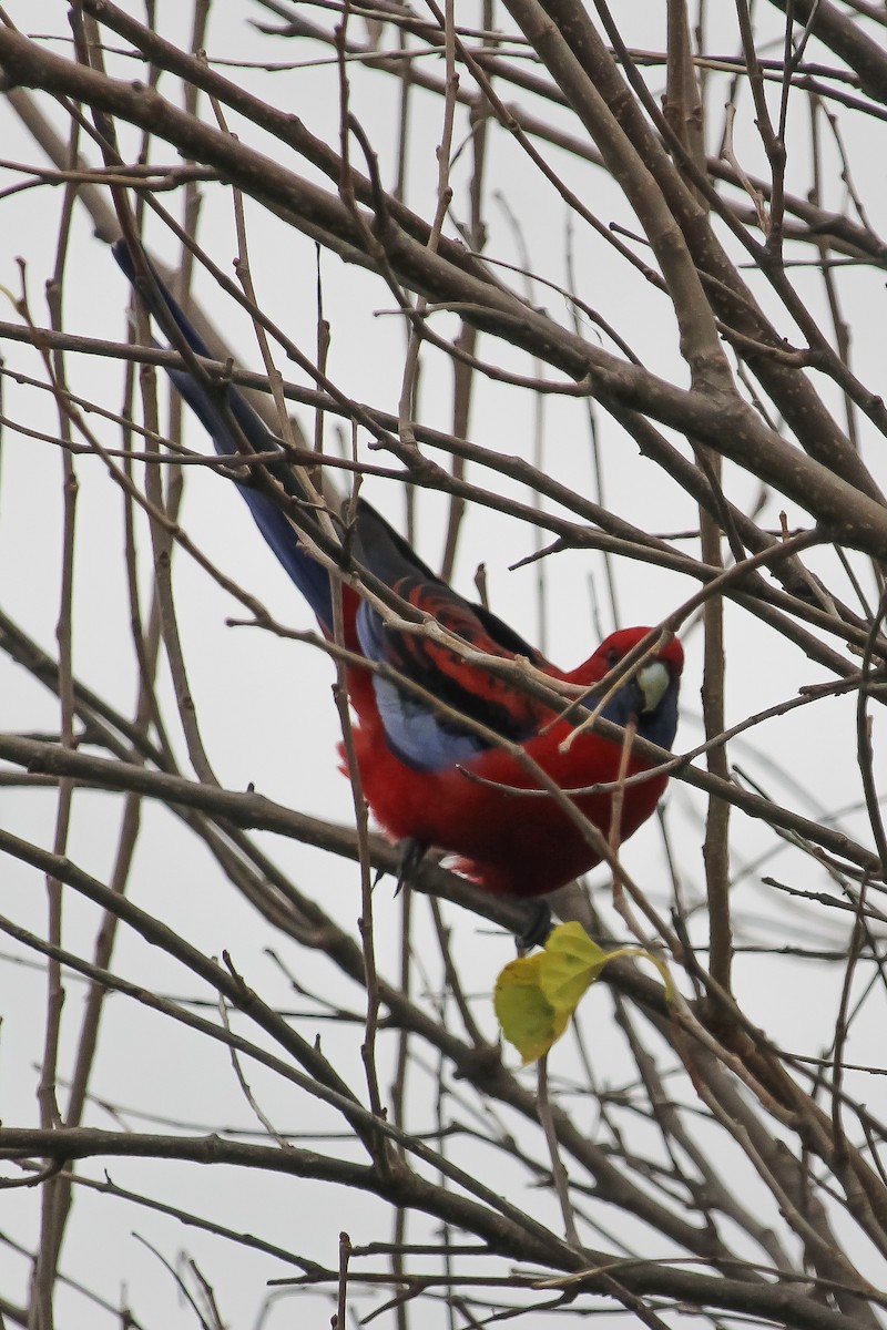 Crimson Rosella - ML620164803