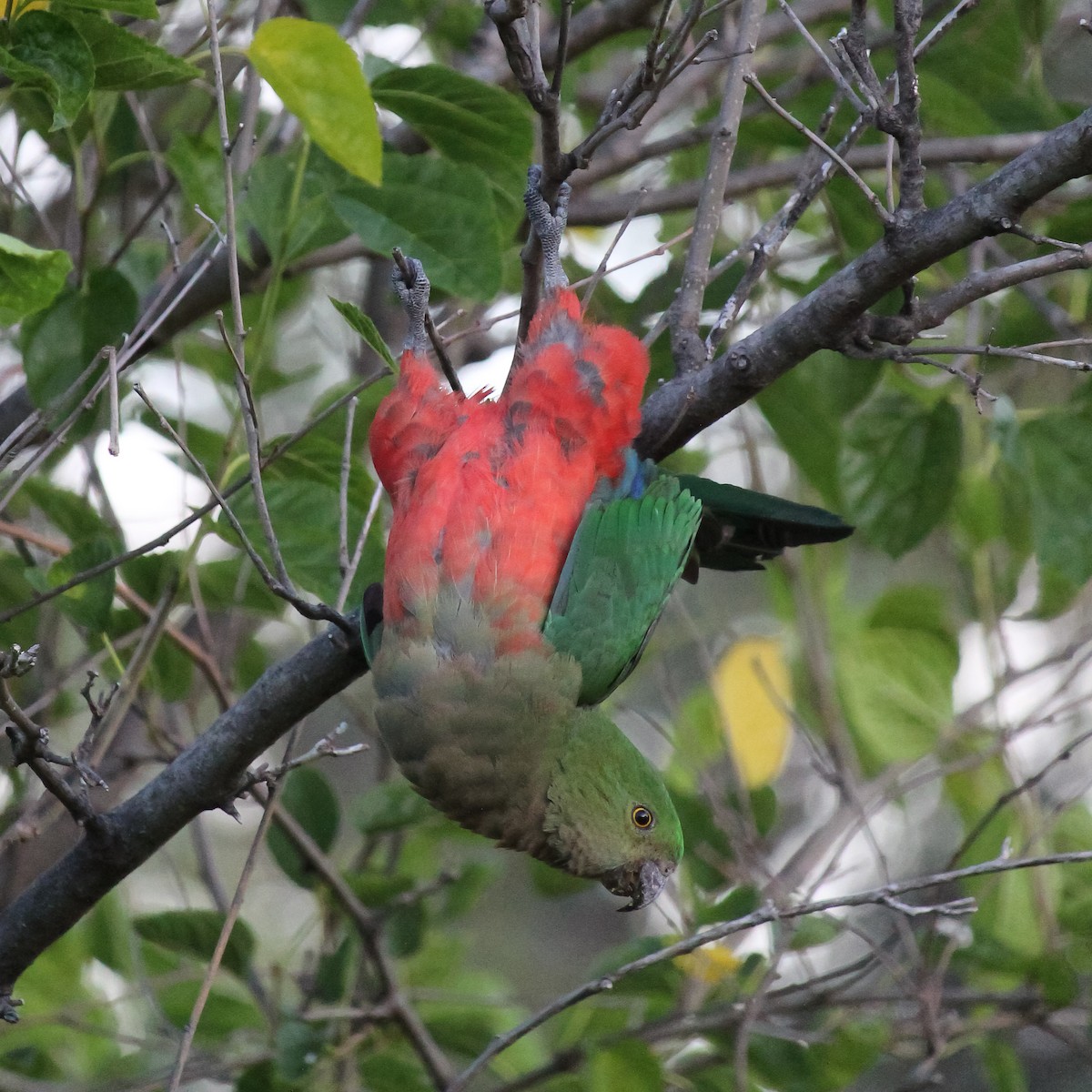 Australian King-Parrot - ML620164824