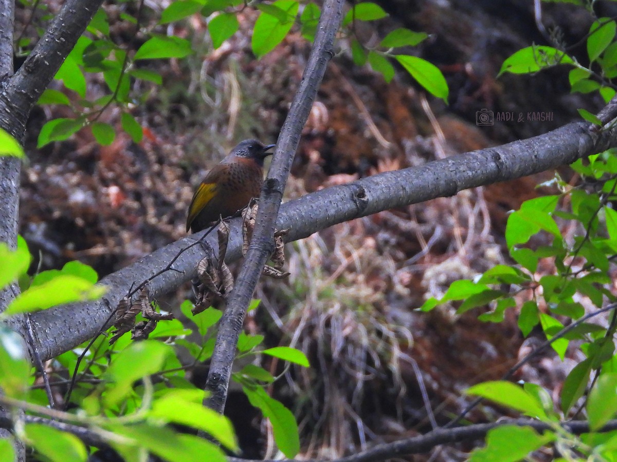 Chestnut-crowned Laughingthrush - ML620164825