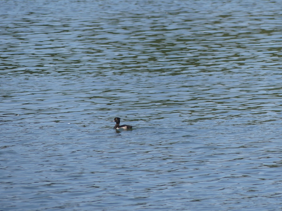 Tufted Duck - ML620164829