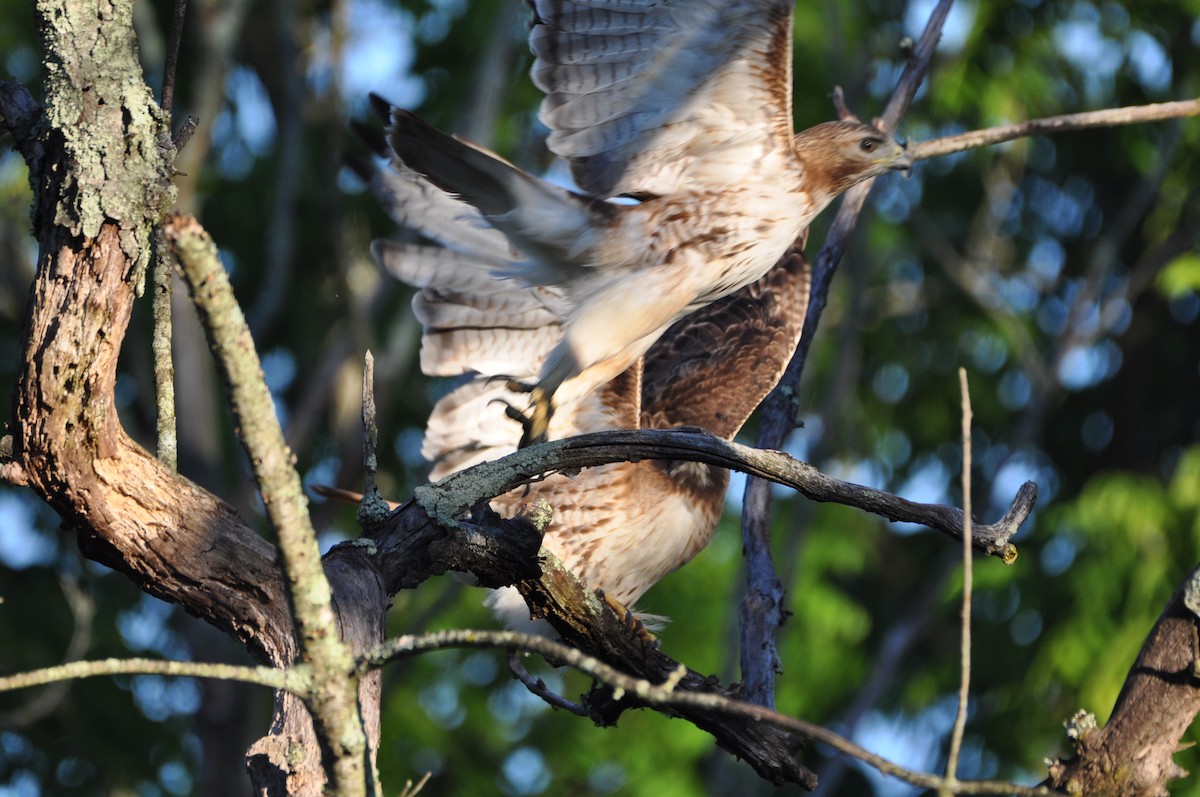 Red-tailed Hawk - ML620164833
