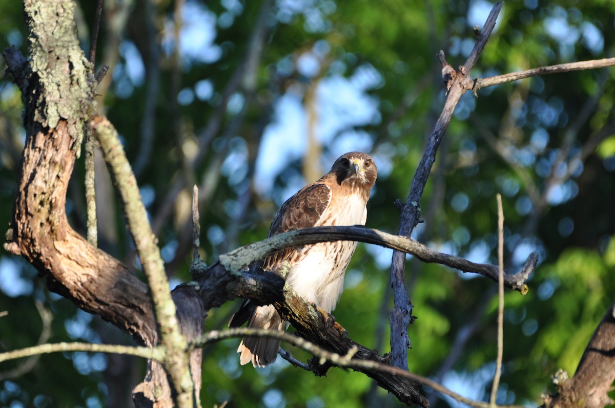 Red-tailed Hawk - ML620164834