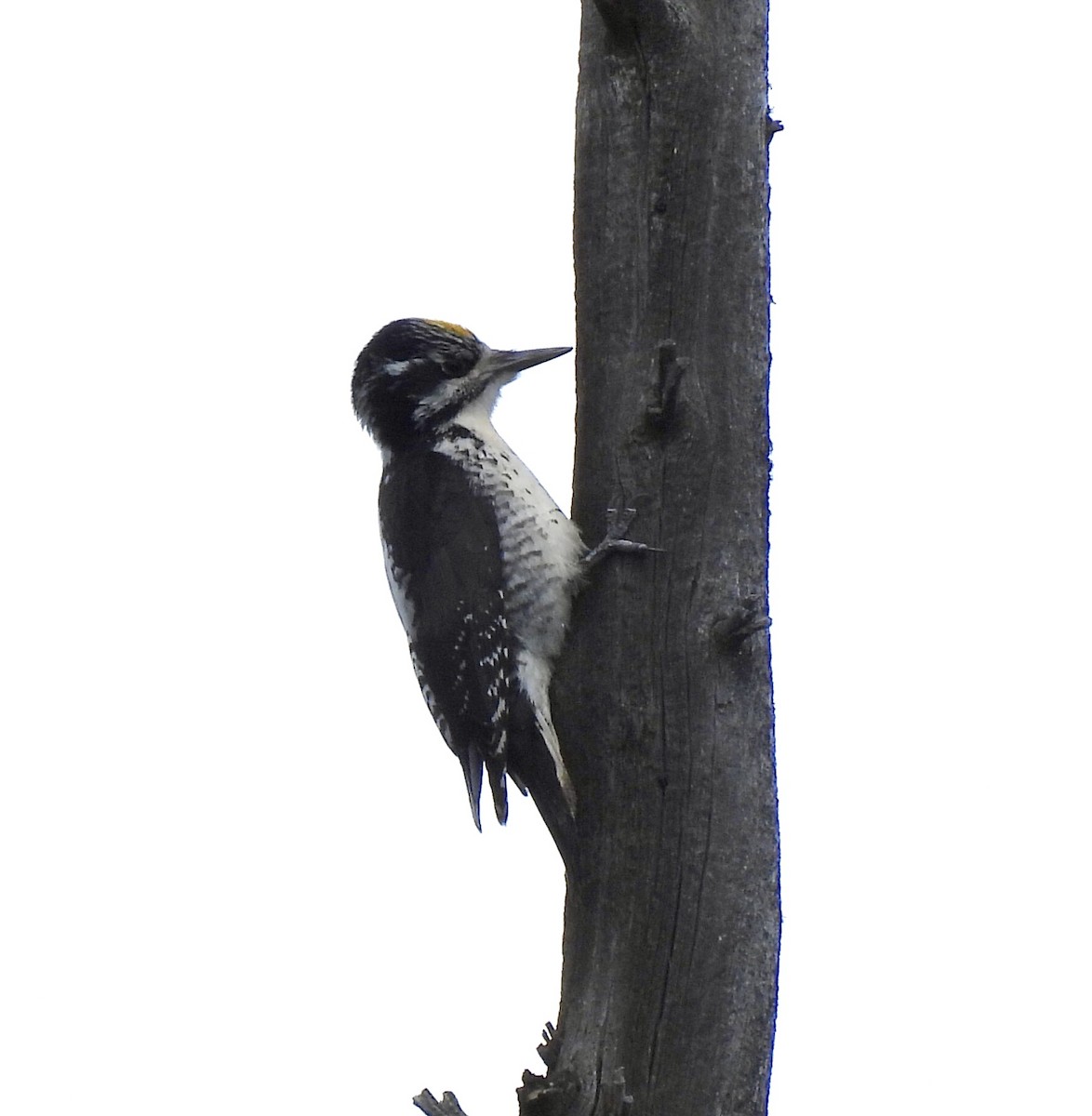 American Three-toed Woodpecker - ML620164860