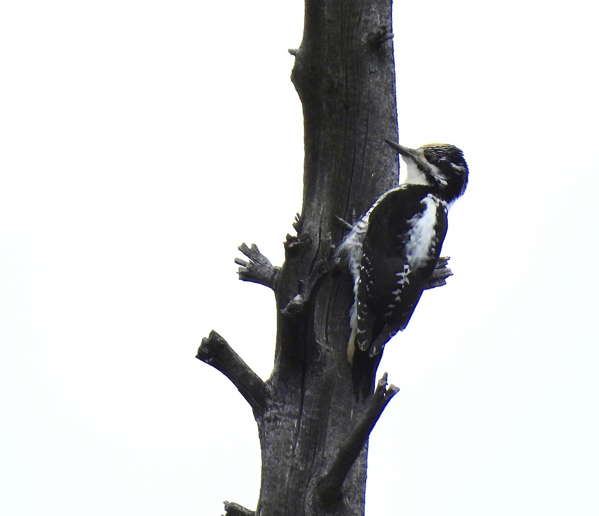 American Three-toed Woodpecker - ML620164862