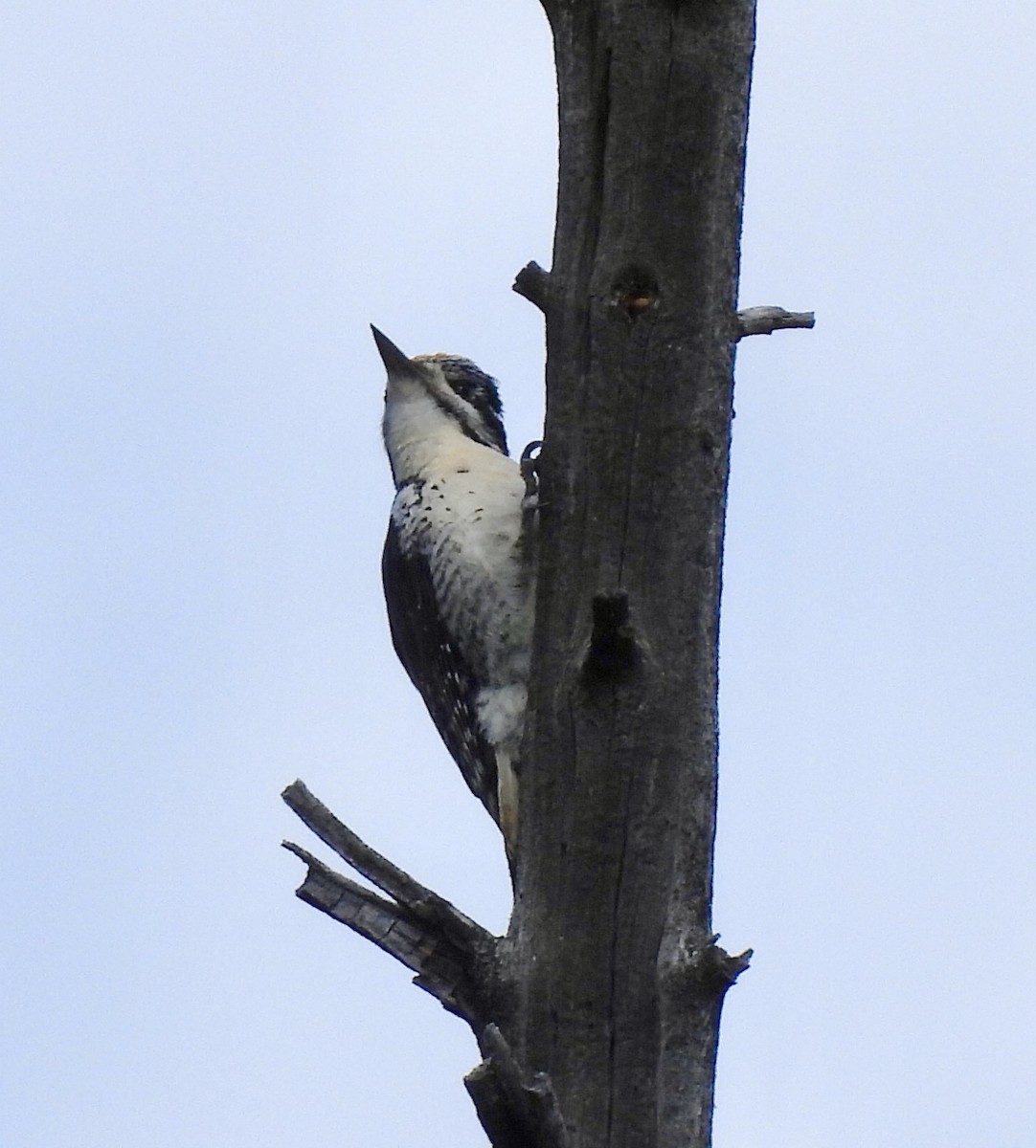 American Three-toed Woodpecker - ML620164864
