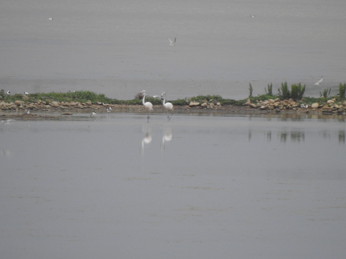 Greater Flamingo - ML620164879