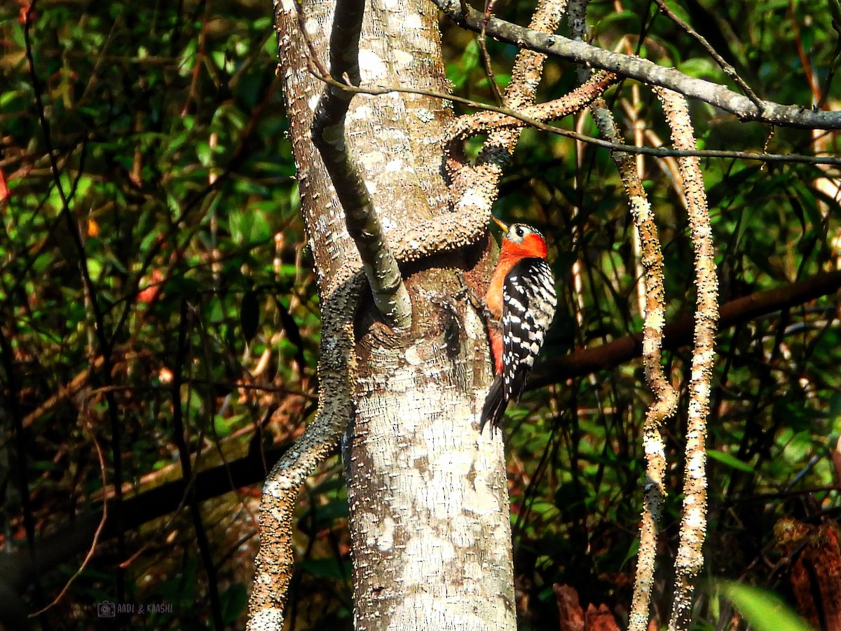 Rufous-bellied Woodpecker - ML620164890