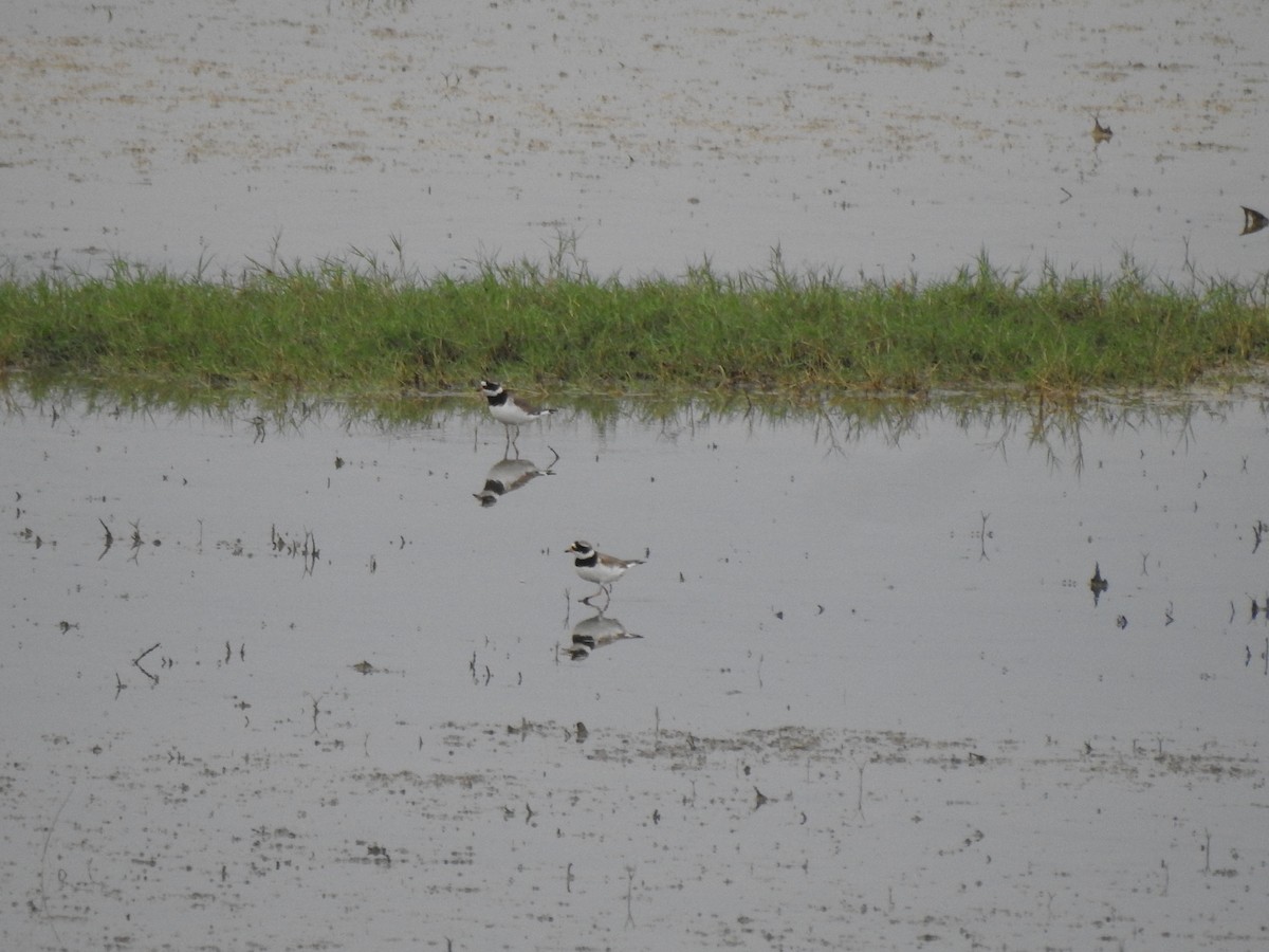 Common Ringed Plover - ML620164893